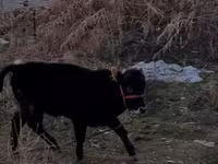 Bika, Swedish red cattle — 1. fotó