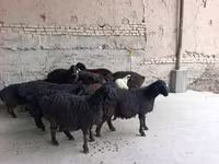 Sheep (batch, sex not specified), Sheep — photo 6
