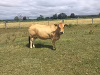 Tehén, Partenaise cattle — 1. fotó