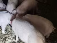 猪（批次，未指定性别）, Крупная белая — 照片 4