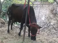 गाय, मवेशी — फ़ोटो 3