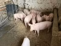 Pigs (batch, sex not specified), Крупная белая — photo 1