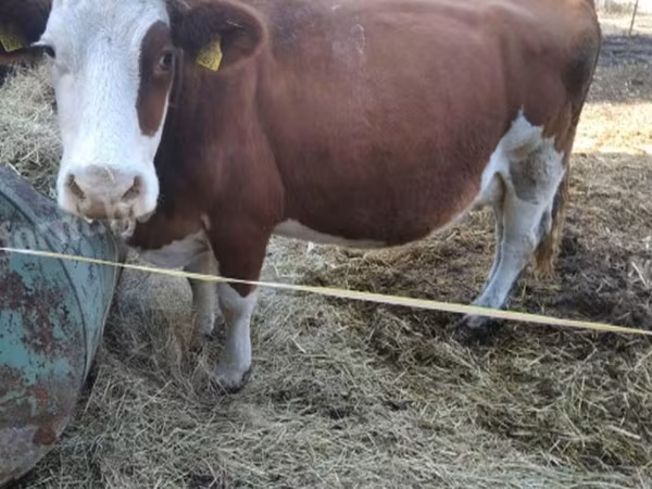بقرة, Simmental cattle