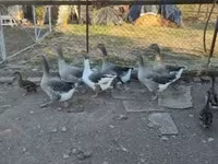 Guinea fowl — 5. fotó