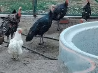 Turkeys — फ़ोटो 8