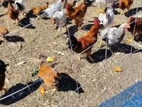 Chickens — Foto 1