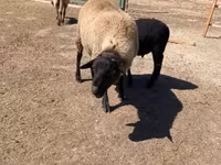 Kos, Suffolk sheep — 2. fotó