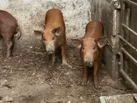 Boar, Мангалица — photo 2