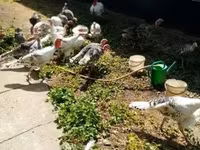 Turkeys — photo 2