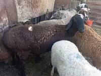 Schaf, Rhon sheep — Foto 5