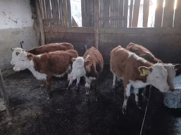 Skot (série, pohlaví neuvedeno), Kazachská bílá hlava kráva