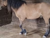 Horse (M), Mugalzhar horse — photo 1