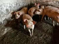 公猪, Pigs — 照片 6