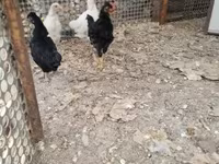 Chickens — foto 2