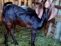 Ziegenbock, Kamori goats — Foto 4