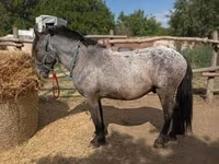 Айғыр, Appaloosa — 2-сурет