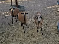 Ram, Cameroon sheep — photo 3