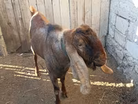Bode, Nubian Goat — foto 3