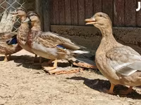 Ducks — Foto 2