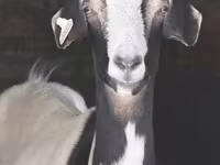 Goat, Goats — photo 4