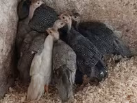 Guinea fowl — 2-сурет