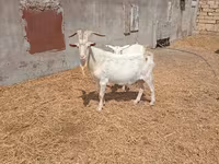Ziegenbock, Saanen goat — Foto 2