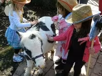 Hing, Miniature horse — 3. fotó