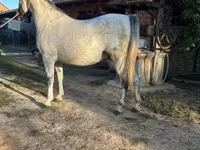 公马, Lipizzaner — 照片 2