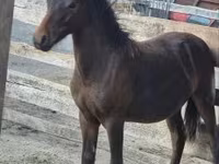 حصان, Welsh Cob — الصورة 3