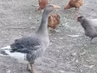 Geese — photo 1