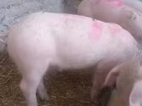 猪（批次，未指定性别）, Крупная белая — 照片 1