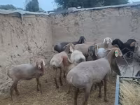 Juh, Arashan sheep — 8. fotó