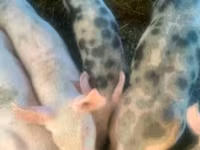 Boar, Pigs — photo 2