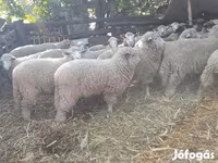 Oveja, Ovejas — foto 4