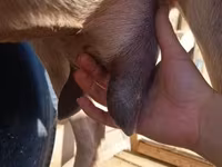 母山羊, Alpine goat — 照片 4