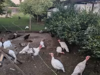 Turkeys — photo 3