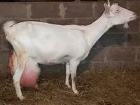 Nőstény kecske, Saanen goat — 2. fotó