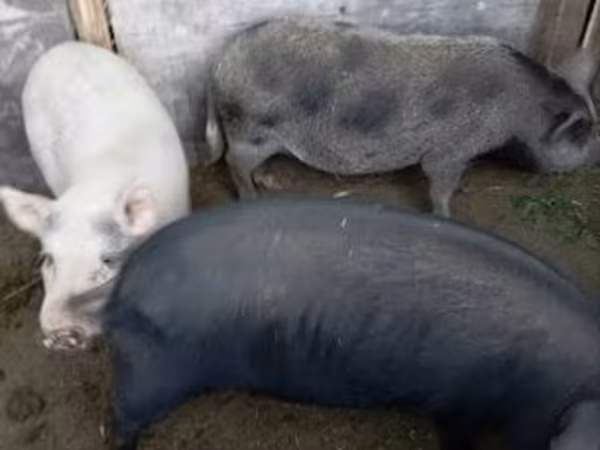 Säue, Schweine