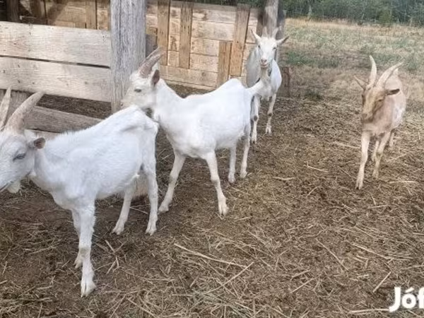 公山羊, Goats — 匈牙利