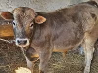 بقرة, Simmental cattle — الصورة 5