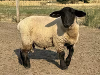 公羊, White Suffolk sheep — 照片 1