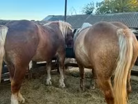 Kanca, Hungarian horse breed — 6. fotó