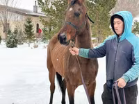 Jument, Akhal-Teke — photo 3