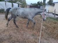 Kůň, Thoroughbred horse — foto 6