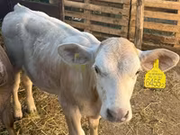Krava, Charolais cattle — foto 3