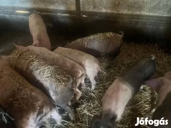 猪（批次，未指定性别）, Pigs