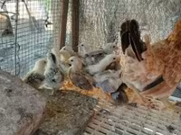 Chickens — foto 4