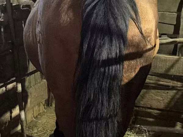 Jument, Chevaux