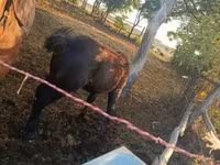 At, Atlar — foto 6