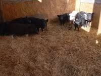 Sow, Pigs — photo 2
